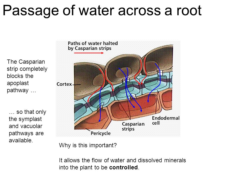 Pathway of Water in Root